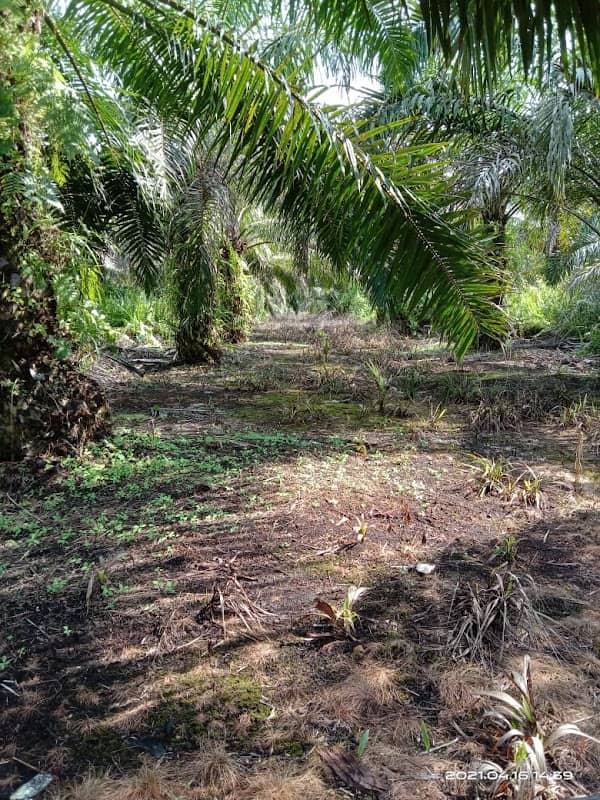 Anton Palm Center - Image 1