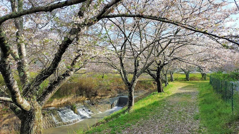 中丸の桜並木 - Image 1