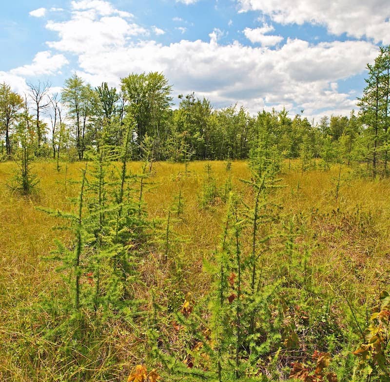 Spaulding Fen State Natural Area - Image 1