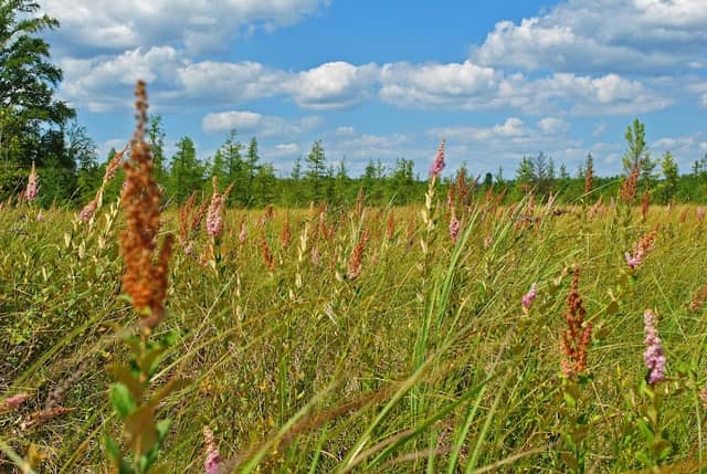 Spaulding Fen State Natural Area - Image 2