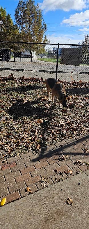 Blue Springs Dog Park - Image 1