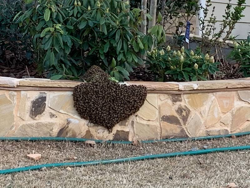 Forsyth Beekeepers Club - Image 1