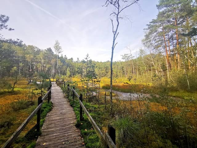 Torfowisko Goździkowe Bagno - Image 1