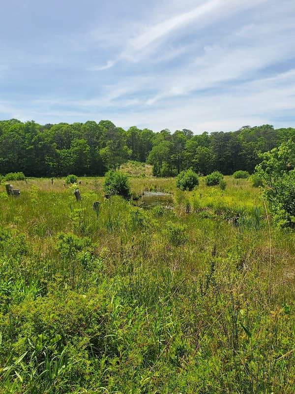 Coonnamessett River Restoration - Image 2