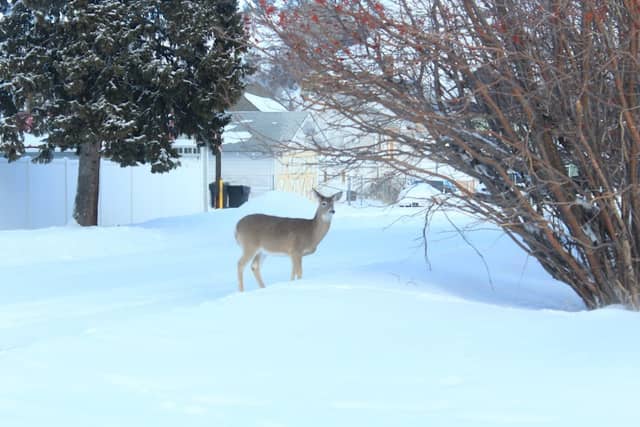 US Forest Service Beartooth Ranger Station - Image 3
