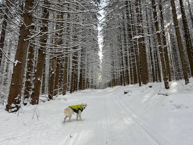 Heiberg Memorial Forest - Image 1