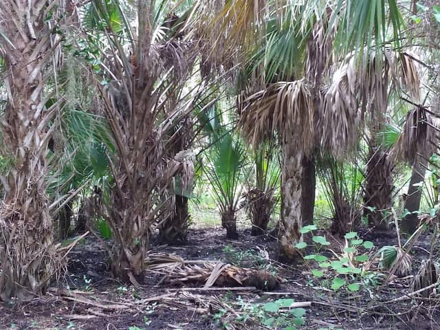 Charlotte Harbor Preserve Nature Walk - Image 1