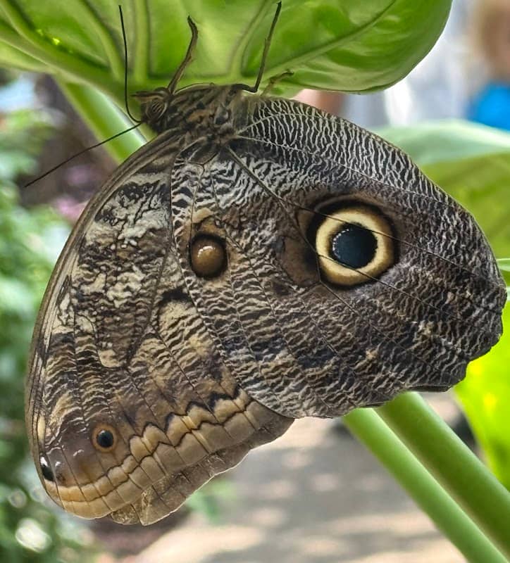 Missoula Butterfly House and Insectarium - Image 2
