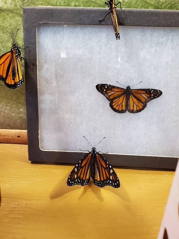 Bear Mountain Butterfly Sanctuary - Image 1