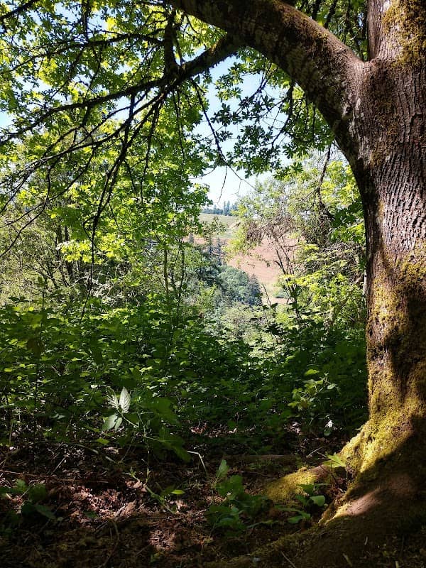 Harvey Creek Trail - access beside Pioneer Cemetery - Image 2