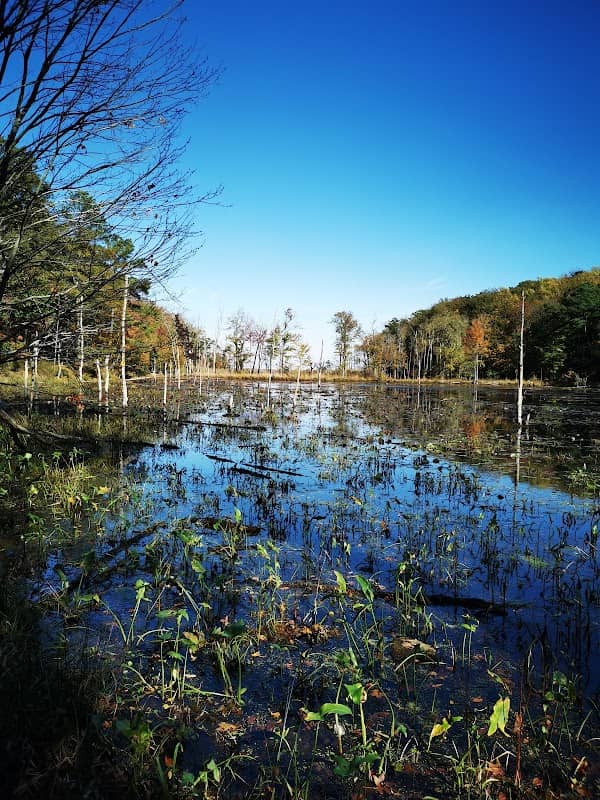 Calvert Cliffs - Image 3