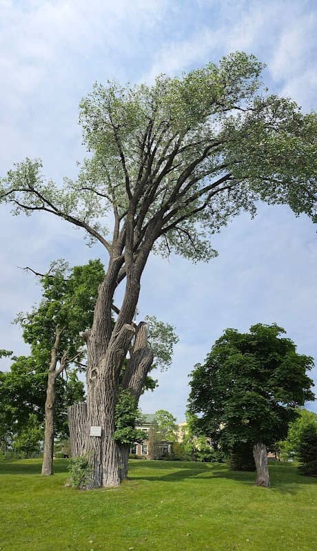 Wisconsin's biggest tree - Image 1