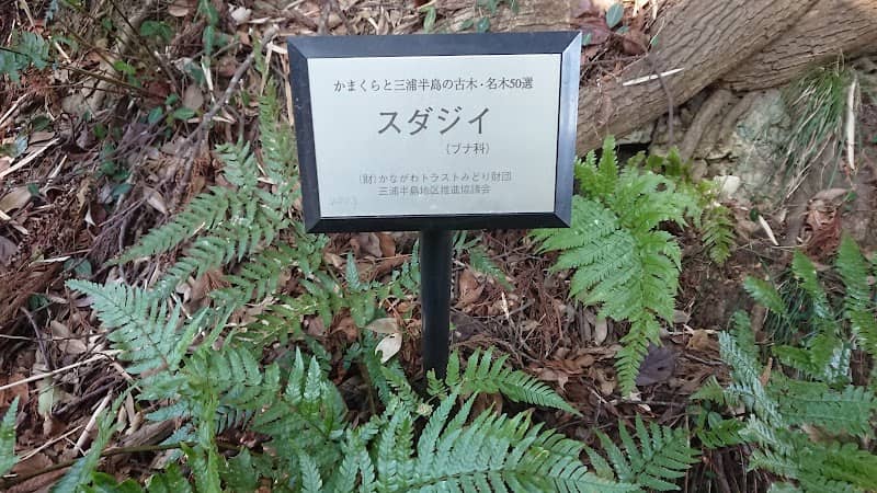 三浦半島の名木50選「スダジイ」 - Image 2