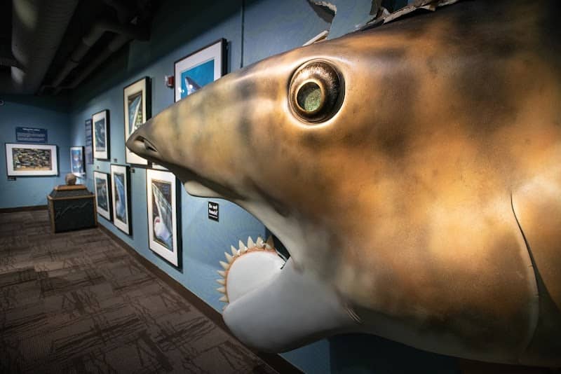 Idaho Museum of Natural History - Image 3
