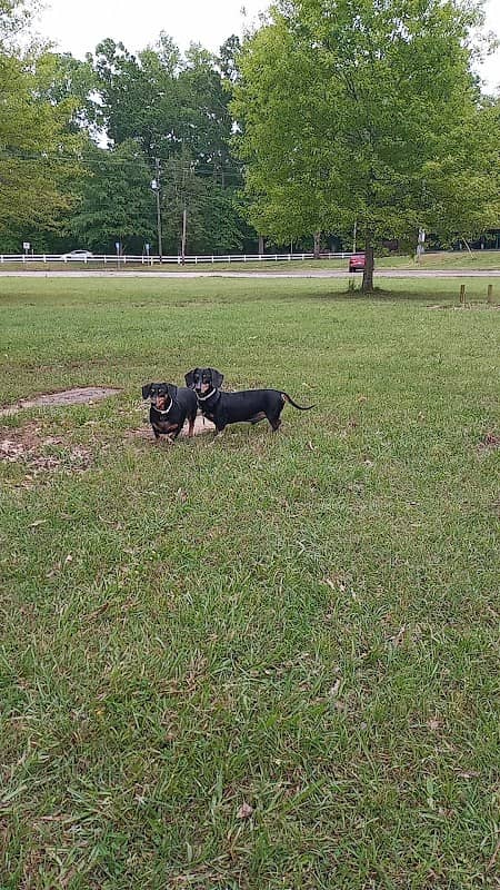 Woodrow Wilson Park - Image 2