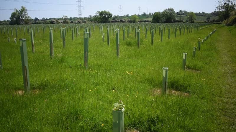 Frisby Woodland - Image 2