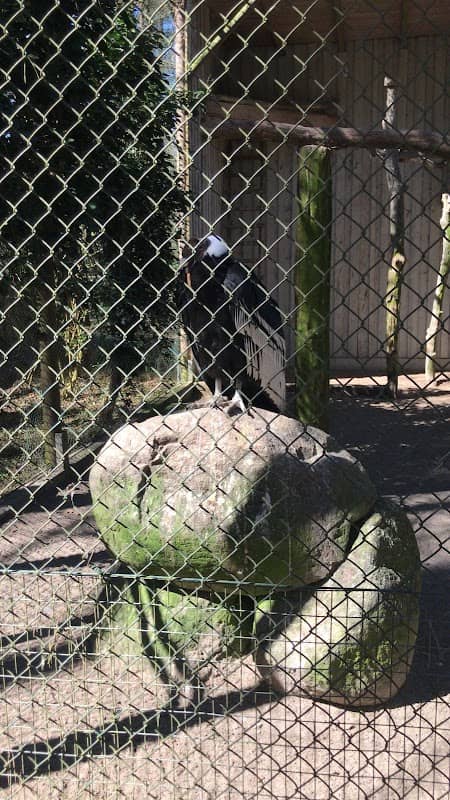 Pheasantry Wild Park (Aviaries with pheasants and other birds) - Image 2