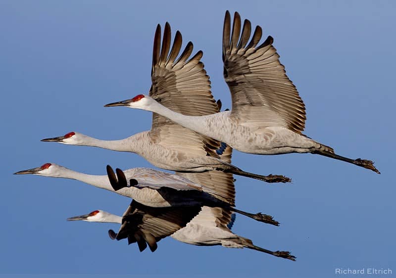 Friends of Bosque del Apache National Wildlife Refuge - Image 1
