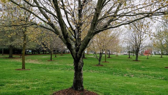 Veterans Memorial Tree Park - Image 1