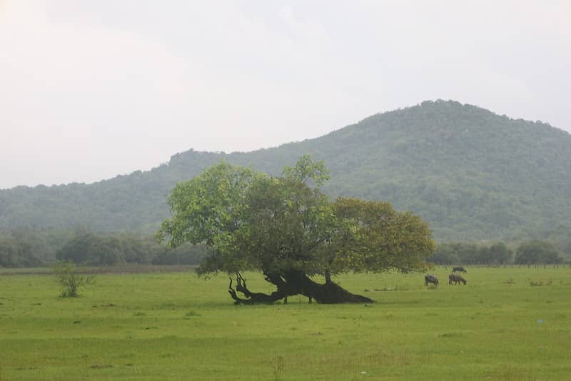 The Lonely Tree - Image 1