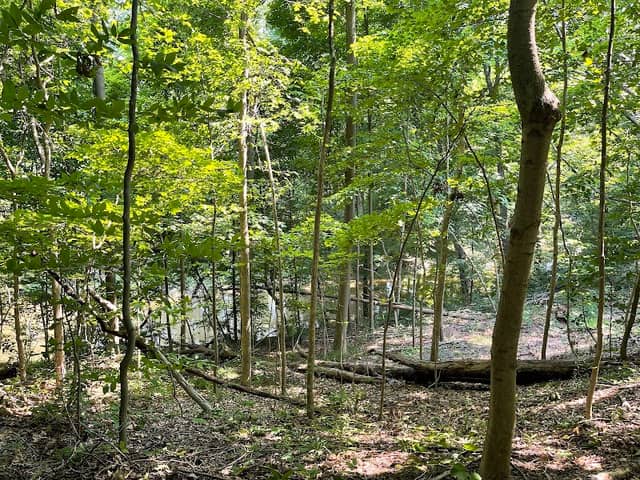 Chris Thompson Memorial Preserve - Image 1