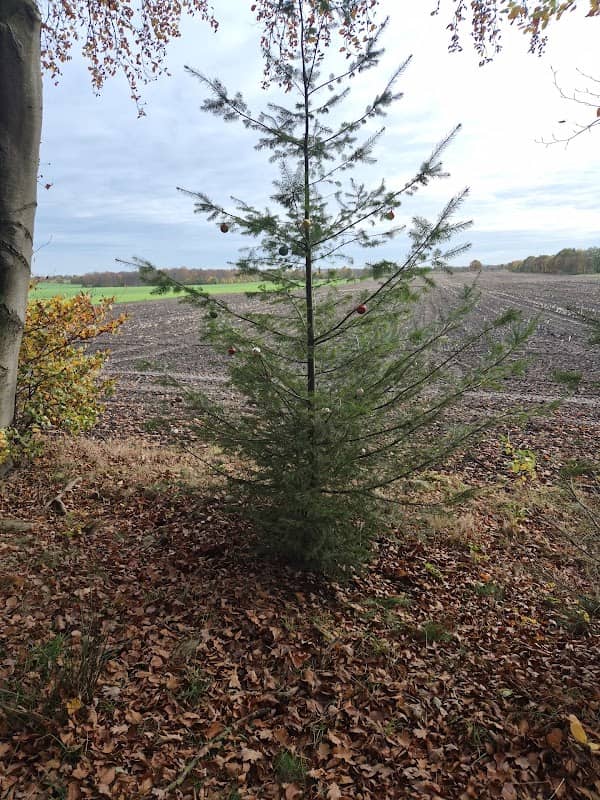 Weihnachtsbaum von schraegspurverfahren.de - Image 1