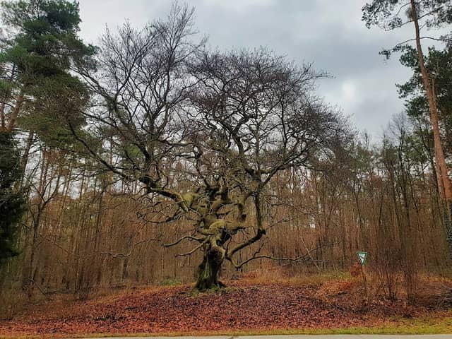 Süntelbuche von Pfungstadt - Image 1