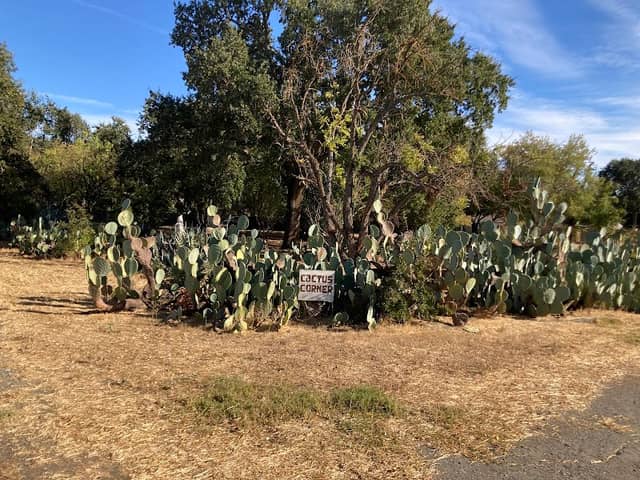 Cactus Corner - Image 1