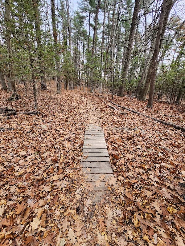 Amesbury Town Forest - Image 2