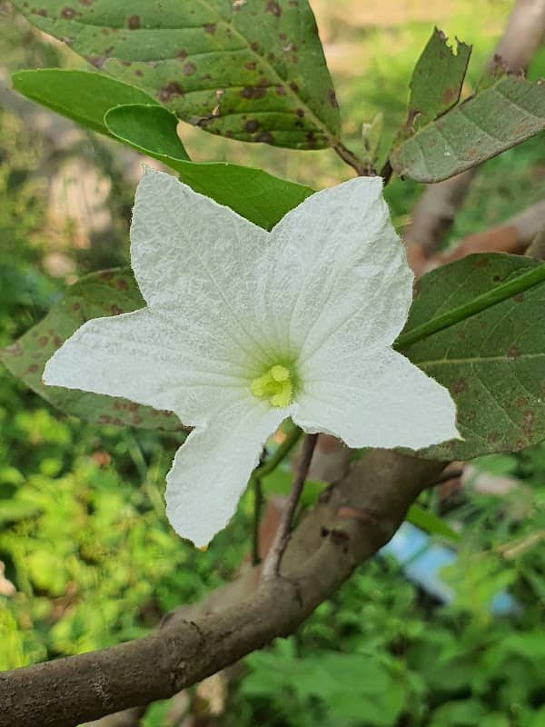 Luenam Garden - Image 2