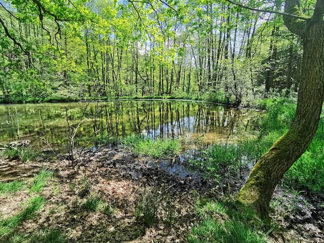 Froschteich - Image 2