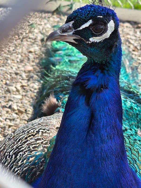 Peacock House - Image 1