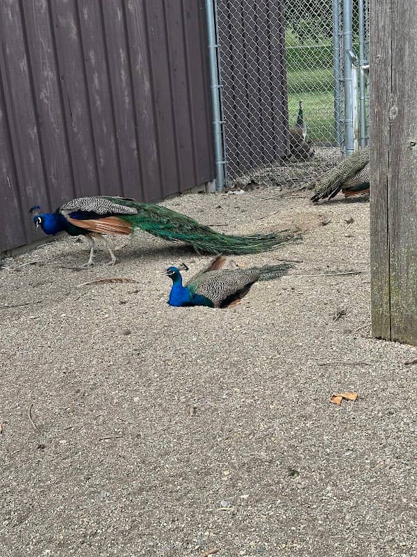 Peacock House - Image 2