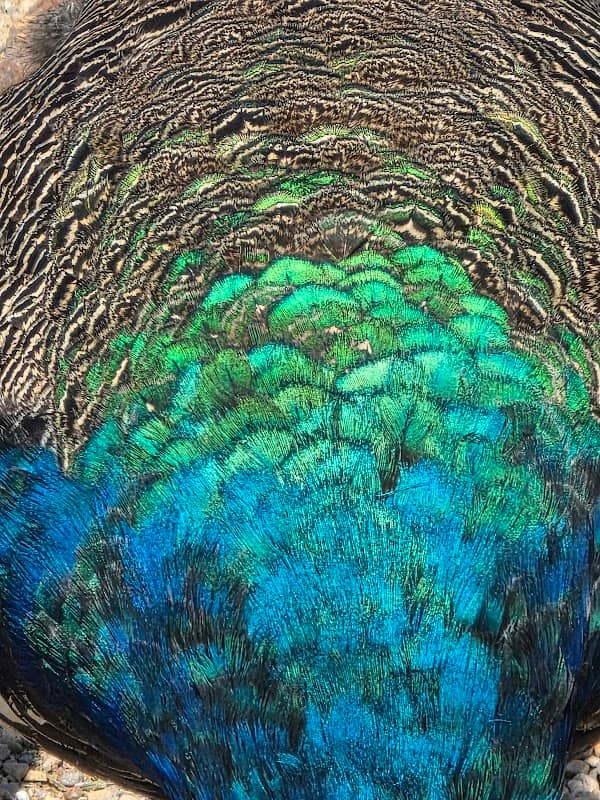 Peacock House - Image 3