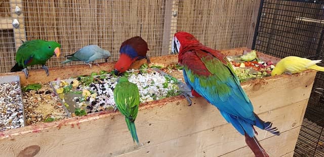 Parrot house - Image 2