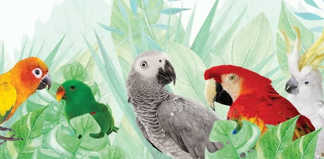 Parrot house - Image 1