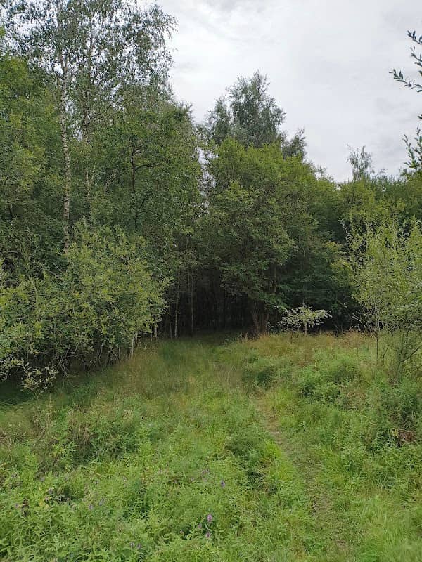 Kearsley Moss - Image 2