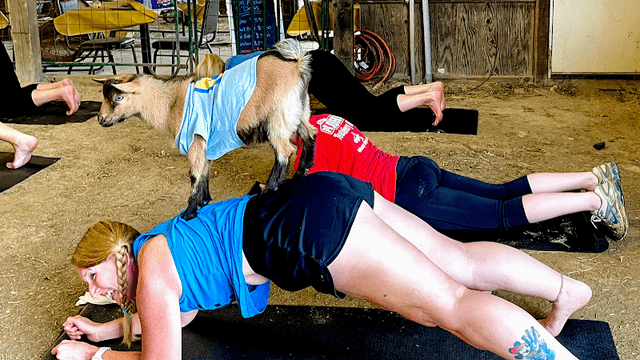 Goat Yoga RVA - Image 1