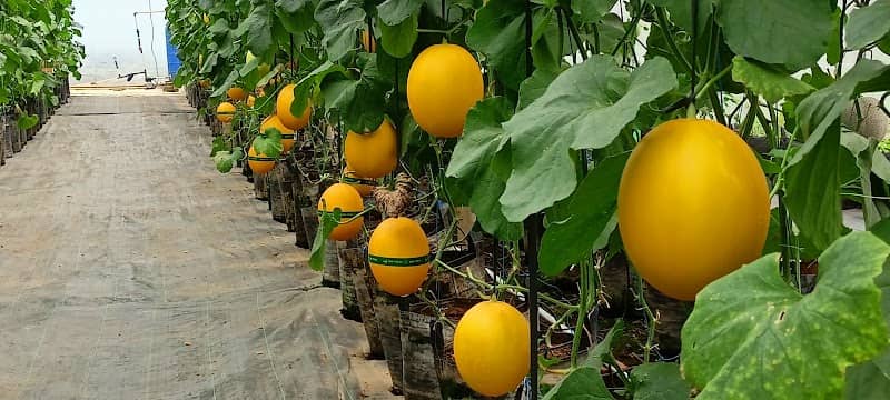 SUKADAMAI GREEN HOUSE - Image 1