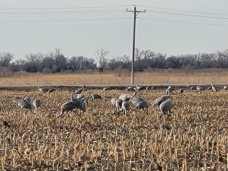 Alda Sandhill Crane Viewing Deck - Image 2