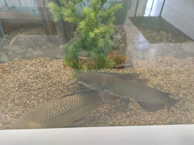 Cape Vincent Fisheries Station - Image 1