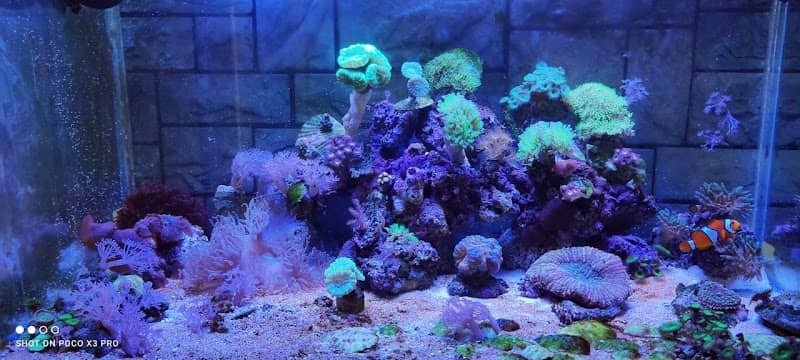 Aquarium Geeks LA - Image 2