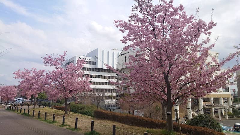 新鎌ヶ谷2丁目公園河津桜 - Image 1