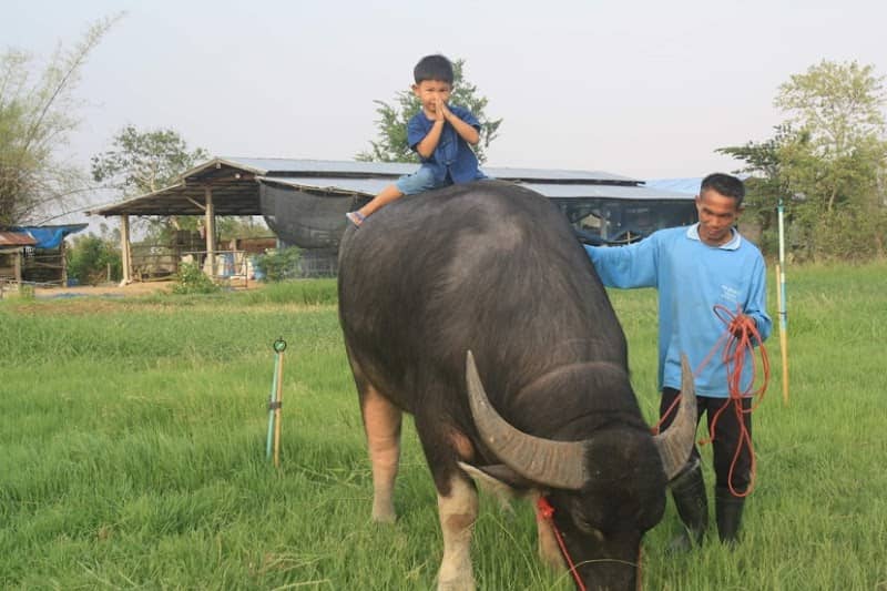 ภูมิเจริญฟาร์มควายงามบ้านดอนหน่อง - Image 1