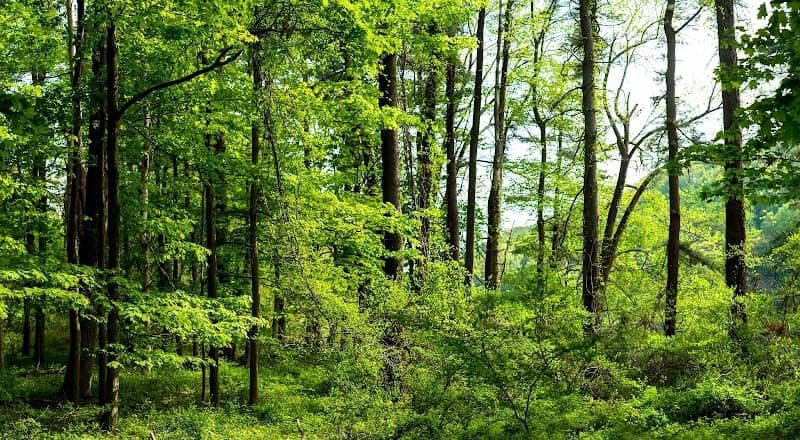 Eldridge Wilderness Preserve - Image 1