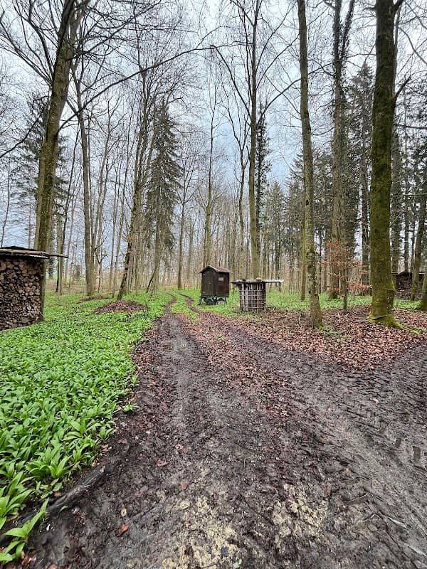 Waldbesetzung Weingartener Wald - Image 1