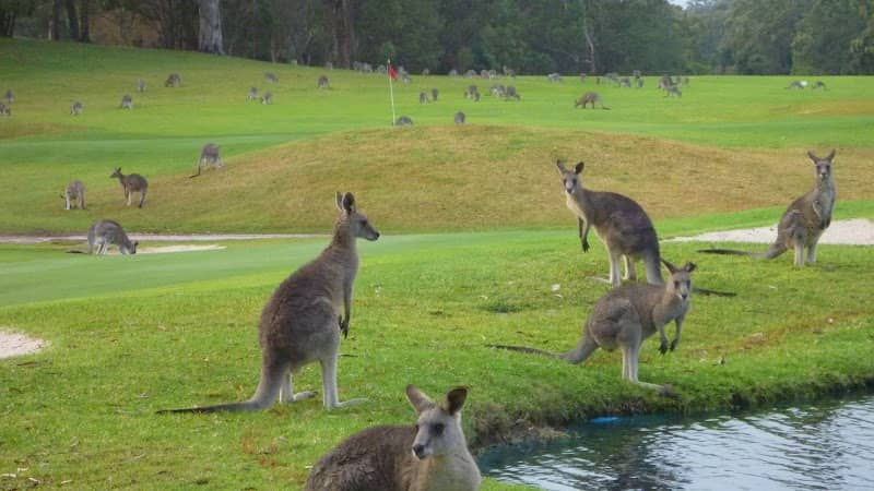 Port Stephens Kangaroo Encounters - Image 1