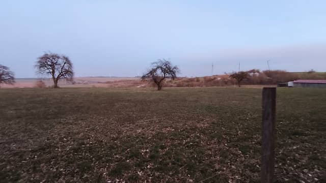 Hochzeitswald der Stadt Lauda-Königshofen - Image 1