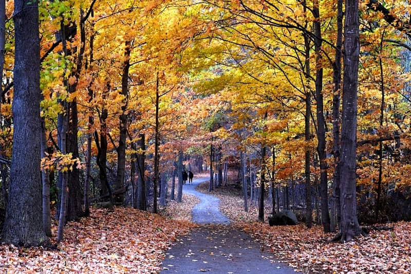 Kains Woods - Environmentally Significant Area - Image 1