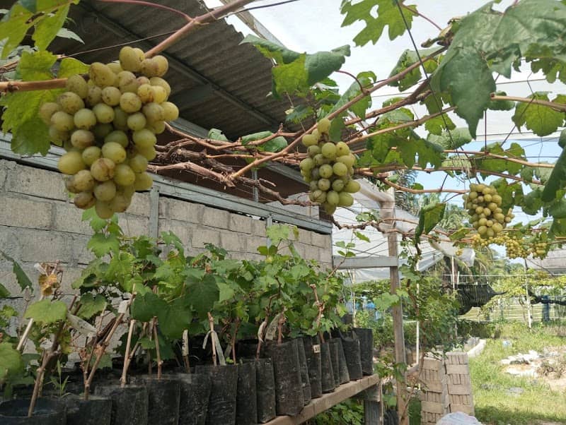 KEBUN ANGGUR BINJAI - Image 1